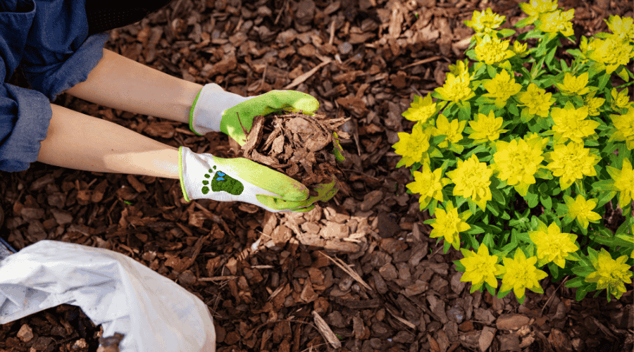 Hvad er mulching