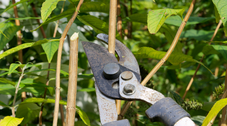 Brug en god grensaks